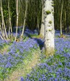 Bluebells near Scaynes Hill